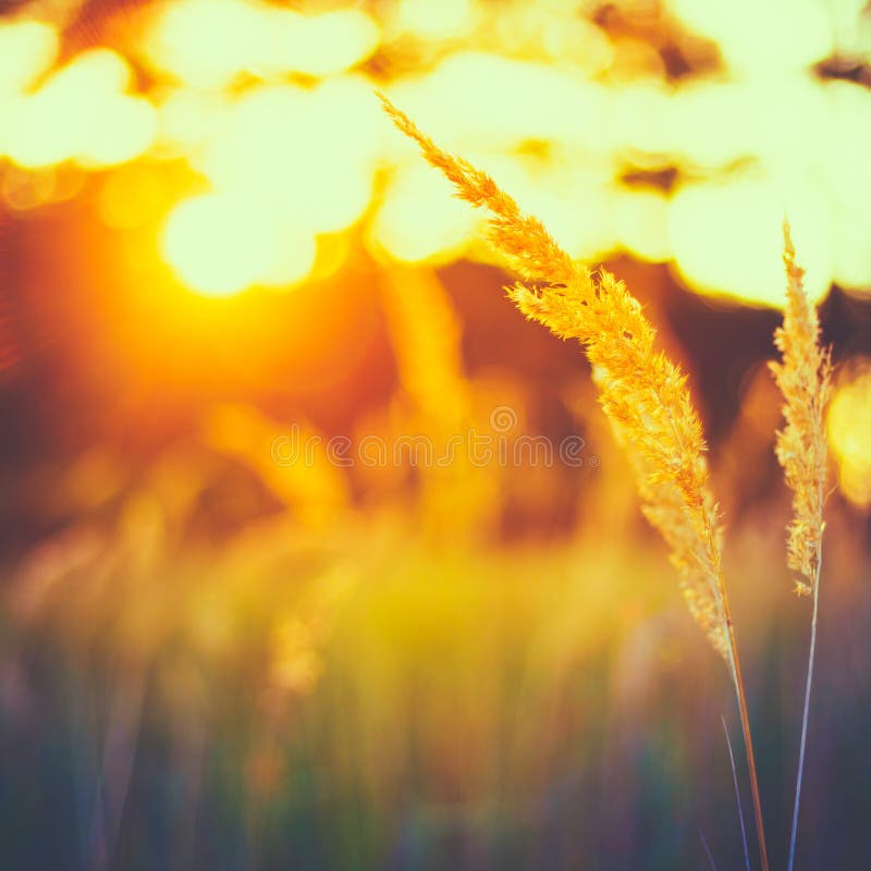 Dry Red Grass Field Meadow