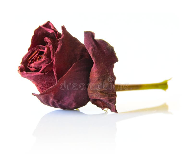 Single Dried Rose Flower Isolated on Wood Stock Photo - Image of dead,  wood: 60531630