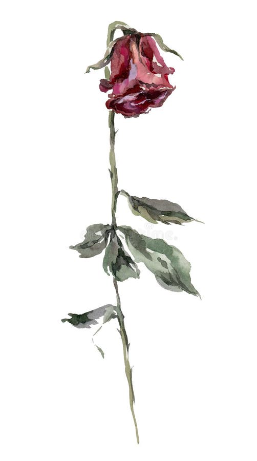 Dead Rose  Garden Roses Transparent PNG  360x460  Free Download on  NicePNG
