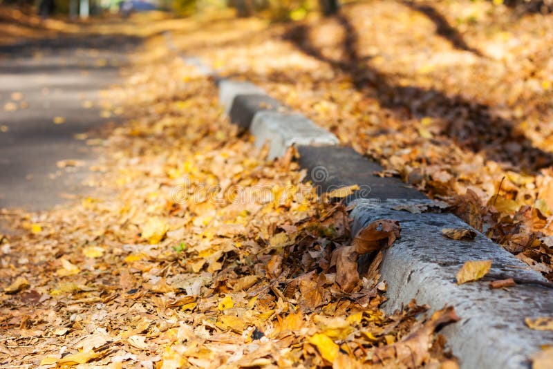 Dry red yellow leaves on the sidewalk in autumn fall on a sunny day