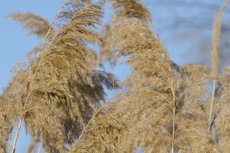 Dry reed on the river, cane seeds and inflorescence. Golden reed grass in the spring in the bright sunlight stock photography Dry reed on the river, cane seeds and inflorescence. Golden reed grass in the spring in the bright sunlight stock photography