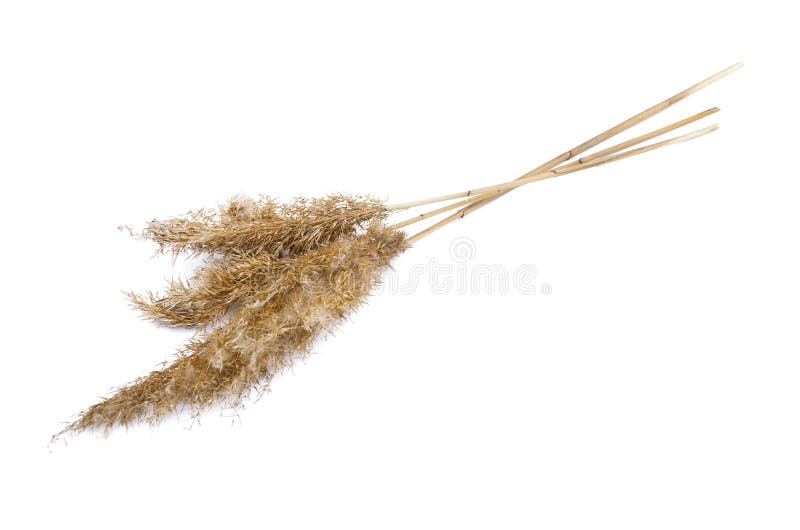Dry reed stem. stock photo. Image of cane, item, nature 119359740