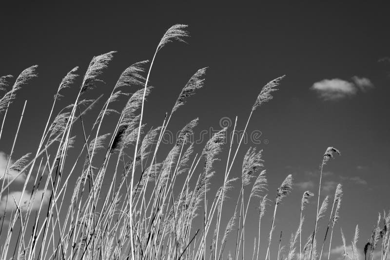 Dry reeds against the sky with clouds and sun, black and white photo