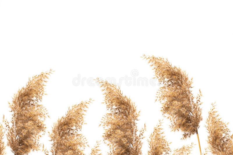 Dry reeds isolated on white background. Abstract fluffy dry grass flowers, autumn herbs