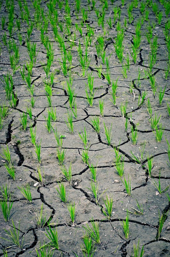 Dry rice field stock photo. Image of natural, farm, field 71997642