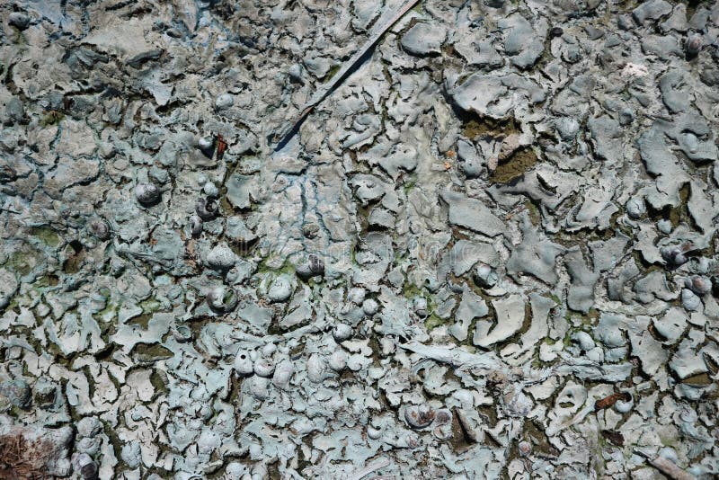 Dry river algae and shells on the sand stock image