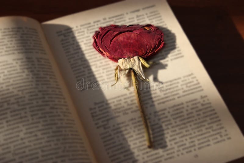 Dry rose book stock image. Image of read, grunge, aged 81279657