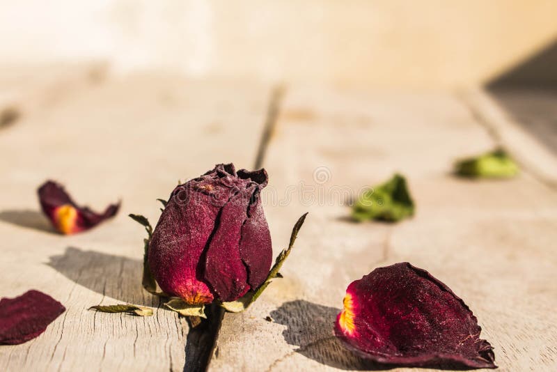 5,314 Dried Rose Wood Stock Photos - Free & Royalty-Free Stock Photos from  Dreamstime