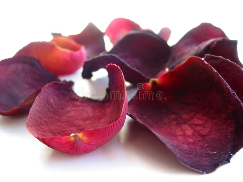 11,583 Dry Rose Petals Stock Photos - Free & Royalty-Free Stock Photos from  Dreamstime