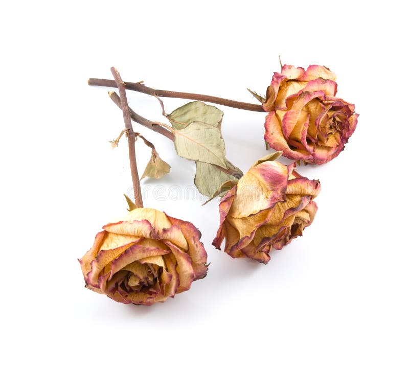 Dry roses stock photo. Image of isolated, rose, dried 13549300