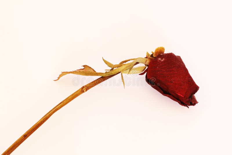 Dry dead roses stock photo. Image of beauty, roses, fade 63343666