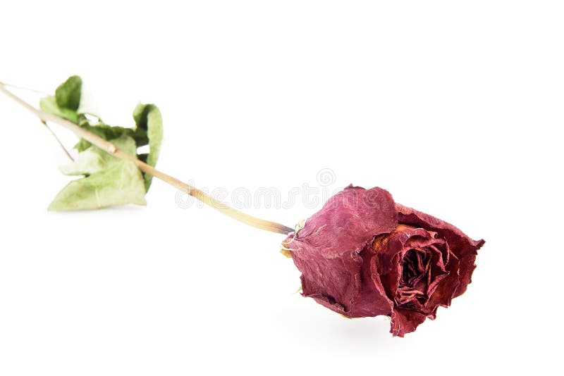 Two Old Dried Roses, One Red and One White - Black and White