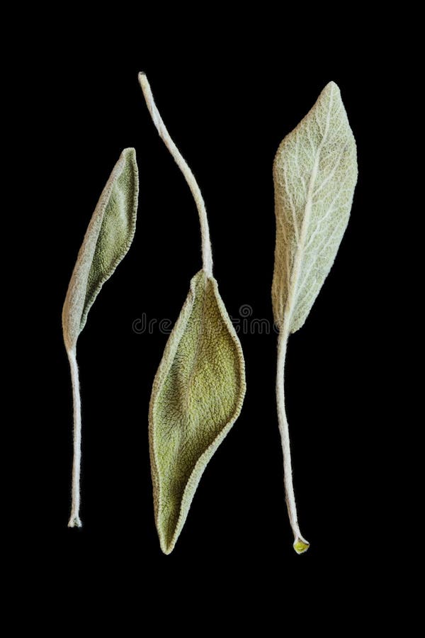 Dry sage leaves salvia stock image. Image of oblong, plant 93169731