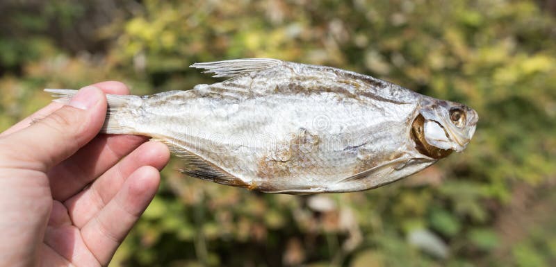 Dry salted fish outdoors royalty free stock photo
