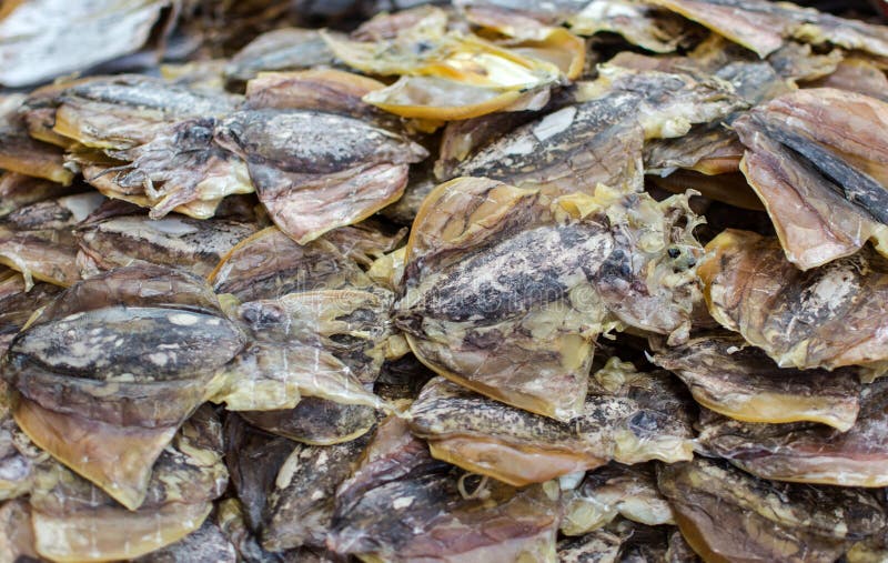 Dry seafood stock image. Image of octopus, eatable, eating 63162463