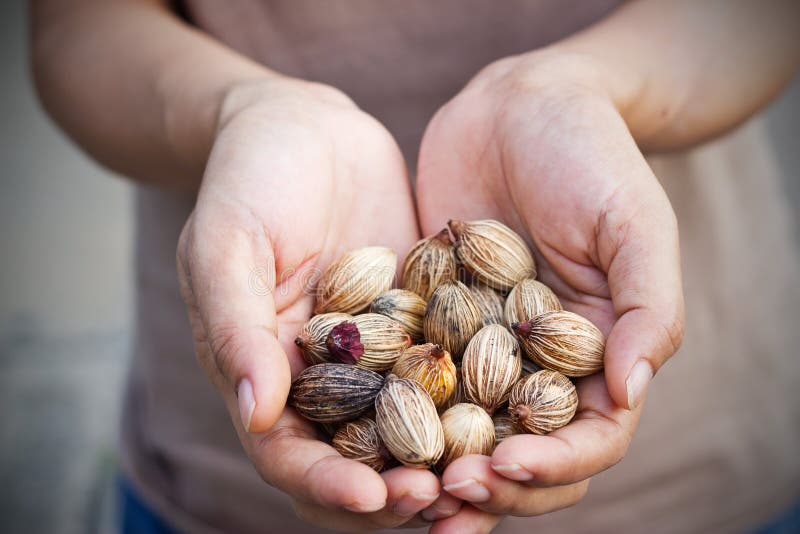 Dry seeds and grains in human hands