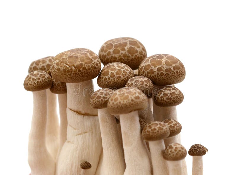 1,013 Shimeji Shitake Images, Stock Photos, 3D objects, & Vectors