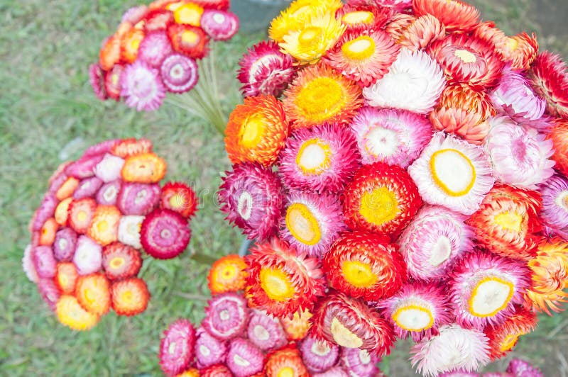 Dry straw flower stock image. Image of bracteatum, pink 35940849