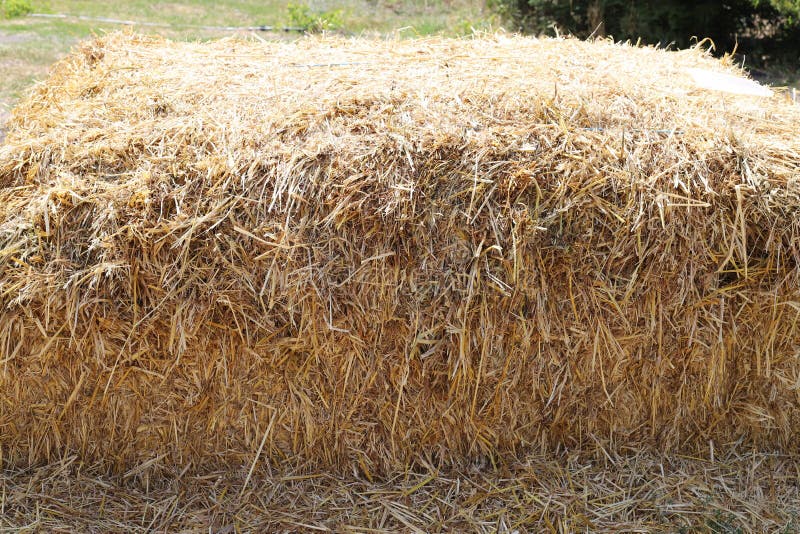 Dry Straw for Livestock Feed Stock Photo - Image of flora, background ...