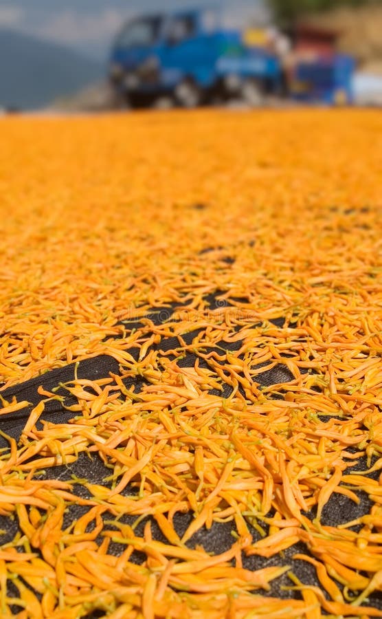 Dry in the Sun of Chinese Traditional Medicine Stock Image Image of