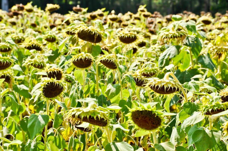 Dry Sunflower field stock image. Image of bloom, farm - 20334313