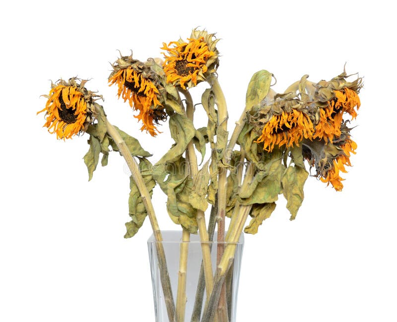 Dying Sunflower Vase Stock Photos Free & RoyaltyFree Stock Photos