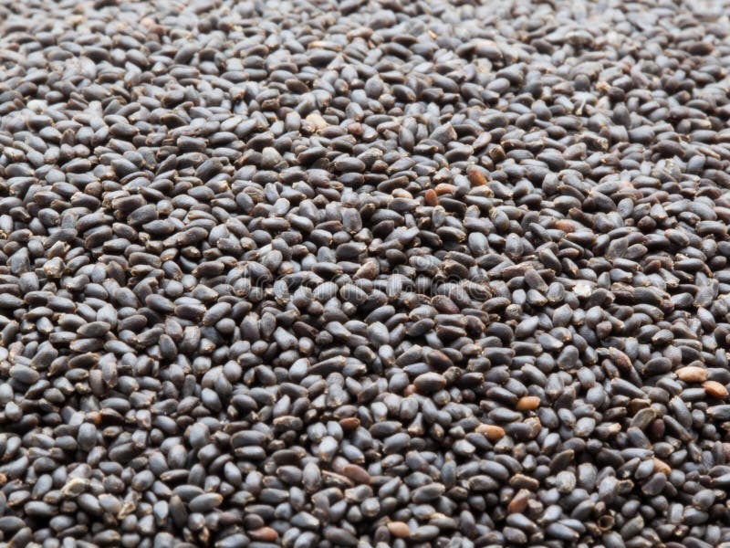 Dry sweet basil seed. stock photo. Image of detail, plant 42738524