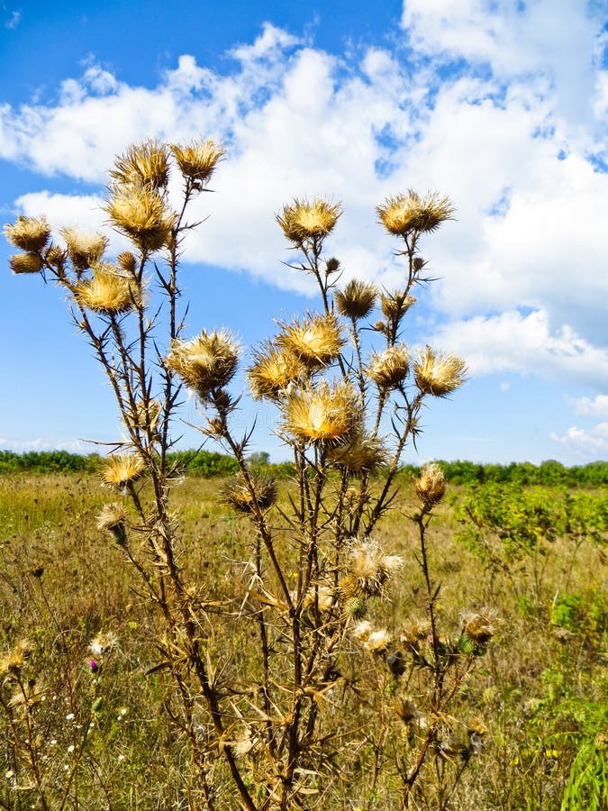 Dry Thistle Flower Growing On A Meadow Stock Image Image of colorful