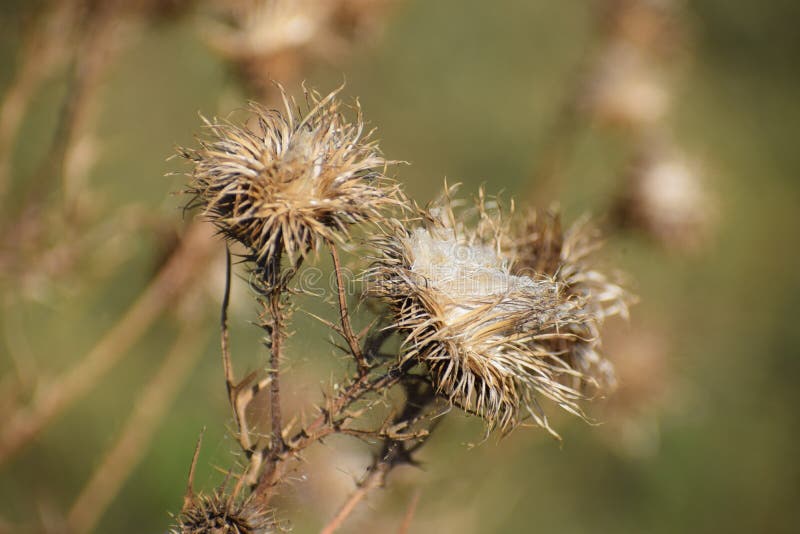Dry Thistle Flowers in Auutmn Stock Image Image of flower, wildlife 238243207