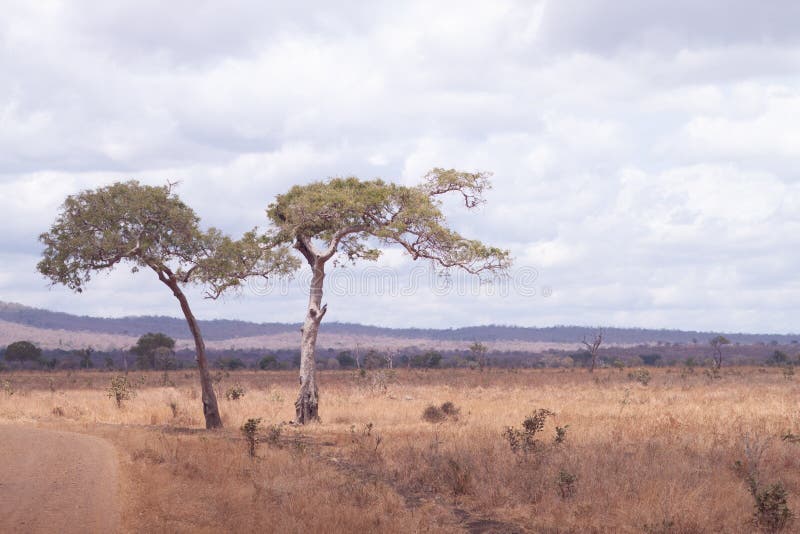 Dry tree african savannah stock photo. Image of park 183671300