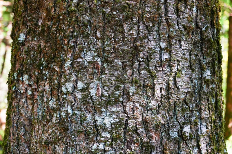 Dry tree bark texture and background, nature concept royalty free stock image