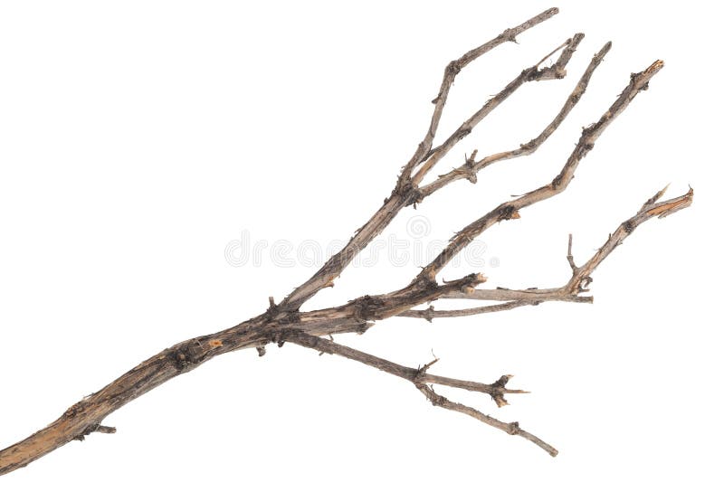 Dry tree branch