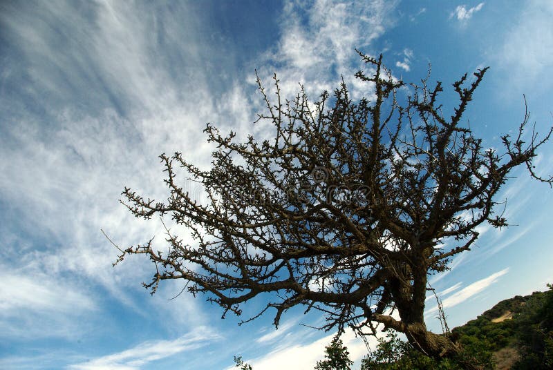 Dry tree at Chia Beach