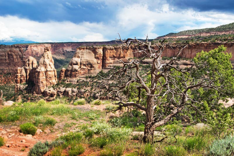 Dry Tree in Colorado National Monument