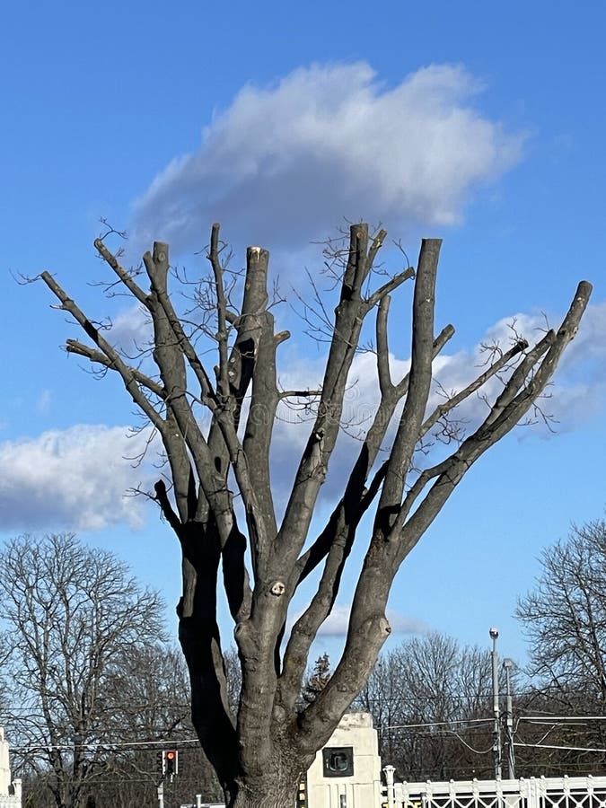 Dry tree with cut branches, clouds passing royalty free stock photos