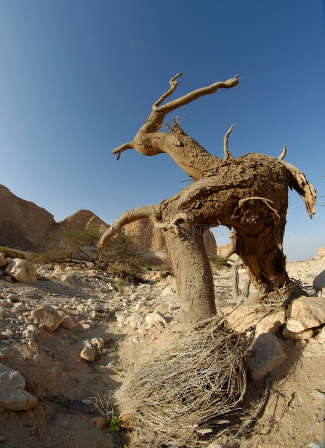 Dry tree in the desert in the shape of a walking man with horns