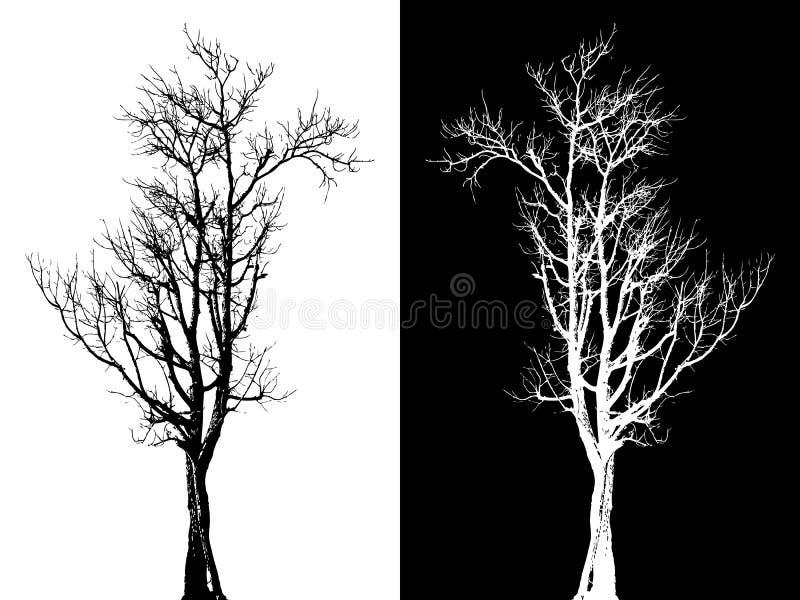 Dry tree isolated vector