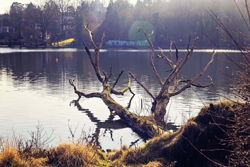 Dry tree by the lake side