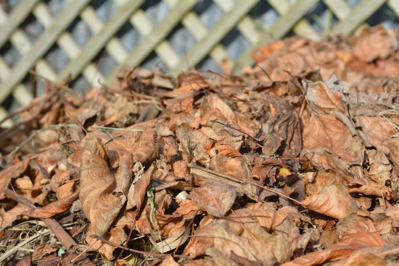 Dry tree leaves in a garden compost