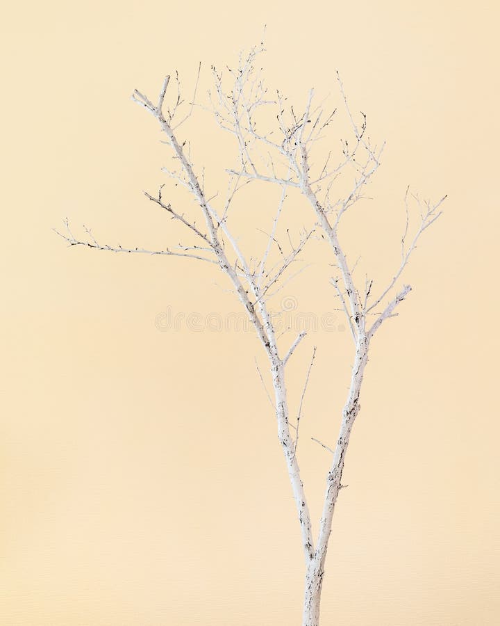 Dry Tree Painted with White Paint on Beige Background. Stock Image Image of white, branch