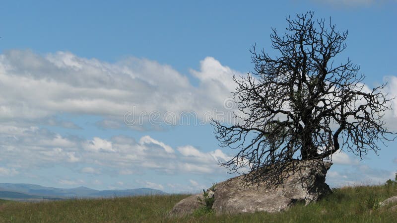 Dry tree on rock, drakensberg