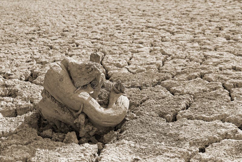 Dry tree root on the dried soil, sepia stock photo