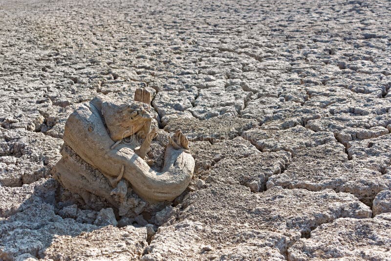 Dry tree root on the dried soil stock photography