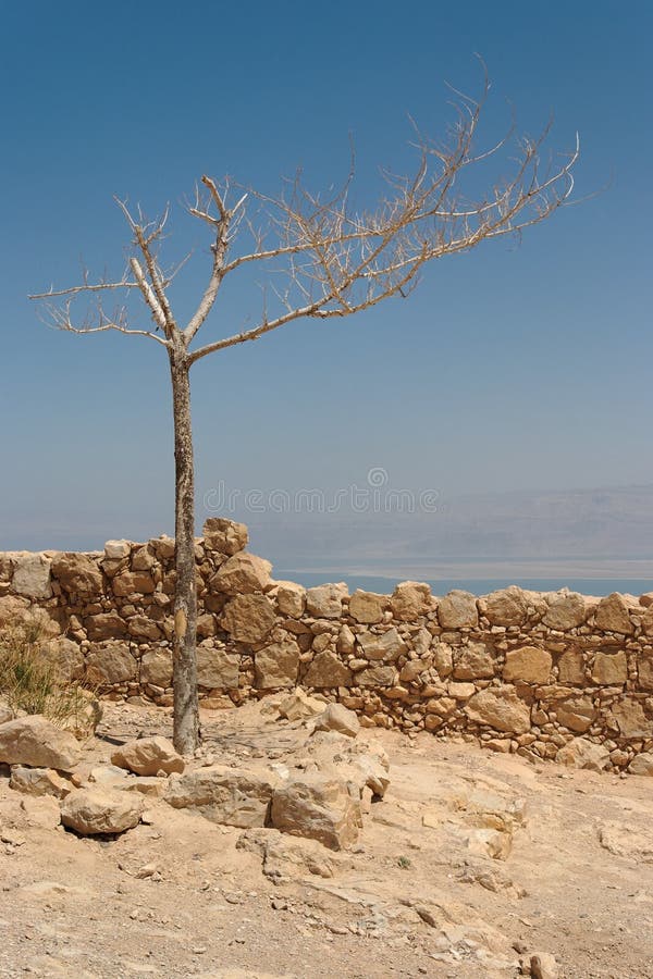 Dry tree on the ruins of ancient fortress in d