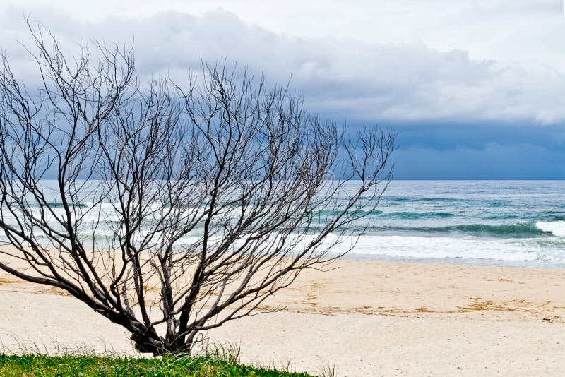 Dry tree on sandy beach
