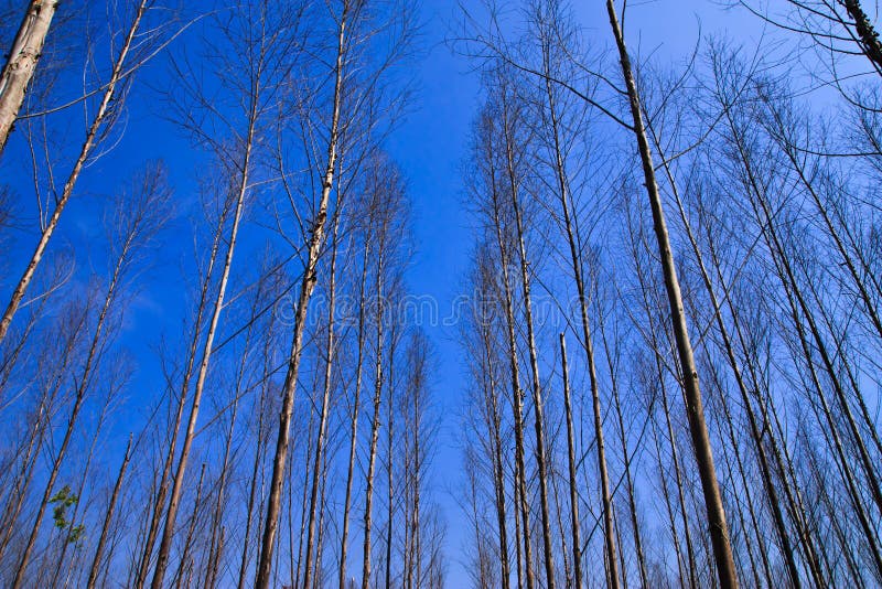 Dry tree in summer and blue sky