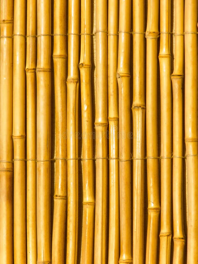 Dry tree trunks a bamboo