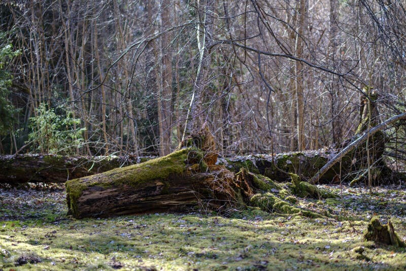 Dry Tree Trunks in Forest Spring Stock Image Image of trunks, nature 146834429