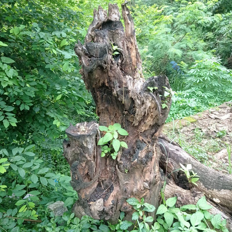 Dry Tree Trunks Overgrown with Weeds Stock Photo Image of tree
