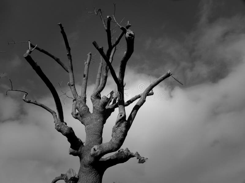 Dry Tree Under A Blue Sky With White Clouds stock photo Dry Tree Under A Blue Sky With White Clouds stock photo